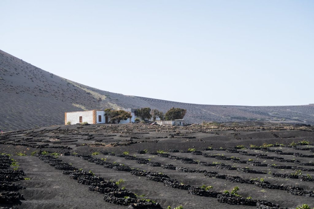 Captivating vineyard set against volcanic landscapes in Lanzarote, Canary Islands.